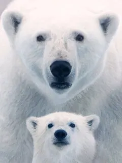 Polar Bear Movie Coming From Disneynature