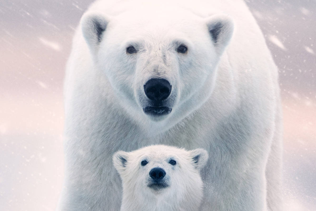 Polar Bear Movie Coming From Disneynature