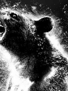 Cocaine Bear Trailer Is Out for Blow and Blood