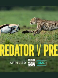Predator v Prey Series Coming to BBC America and AMC+