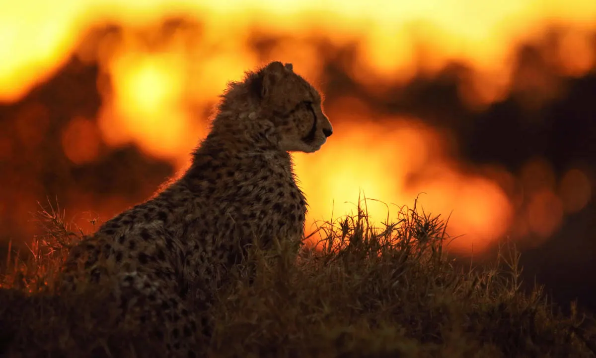 PREDATOR PREY STREAMING SERVICE visual data 3