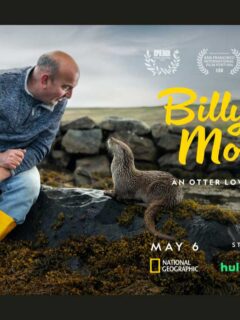 Billy & Molly: An Otter Love Story Revealed by National Geographic