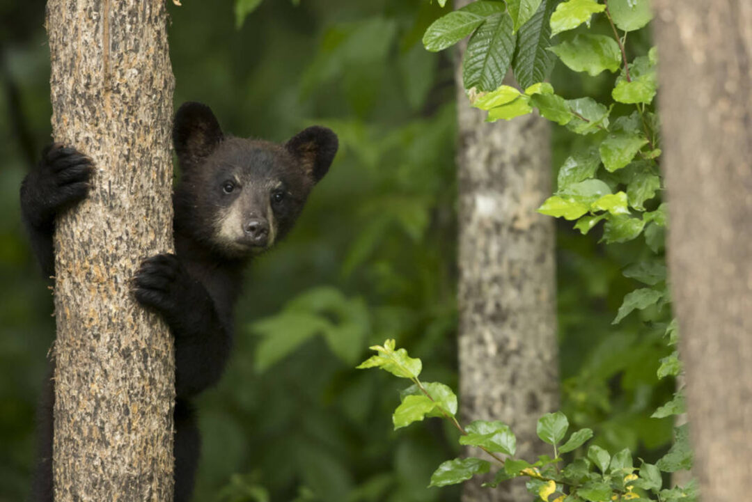 The Americas Trailer Narrated By Tom Hanks the-americas-trailer-narrated-by-tom-hanks