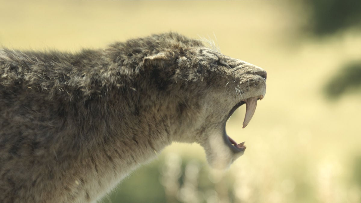 saber-toothed tiger