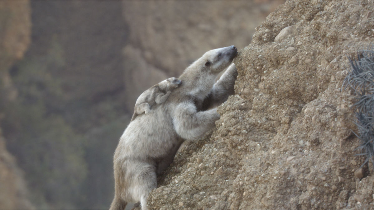 Rock-climbing sloths