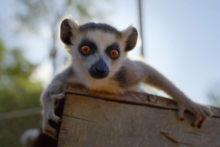 Born to be Wild First Look From Apple TV