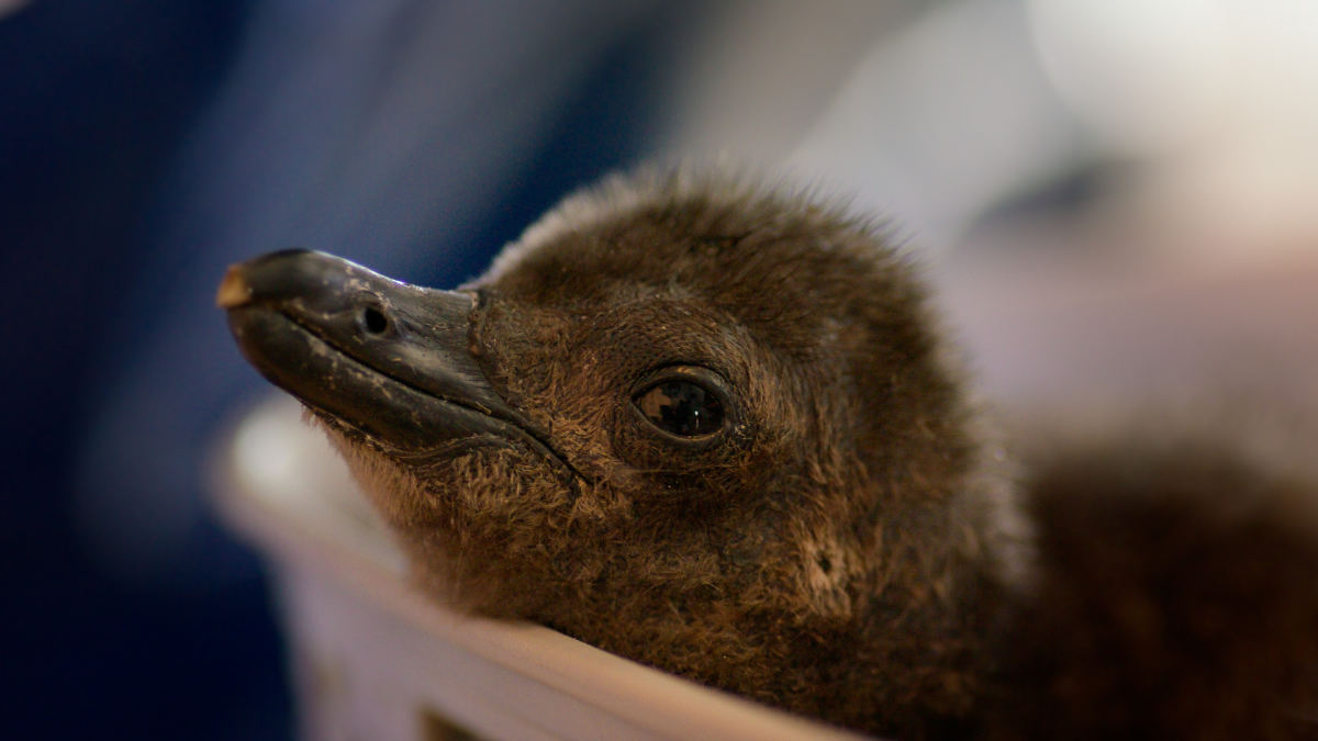 Photo courtesy of Apple