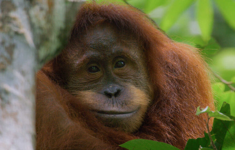 Orangutan, Narrated by Josh Gad, to Debut on Disney+ This Earth Day
