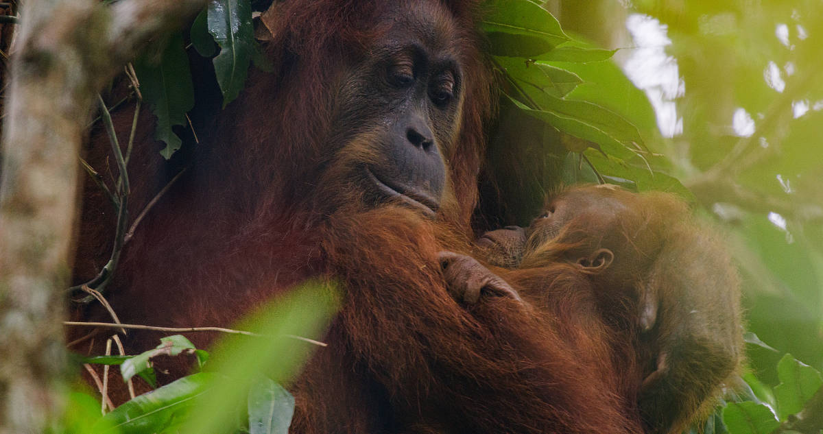 Indah is an inquisitive adolescent orangutan