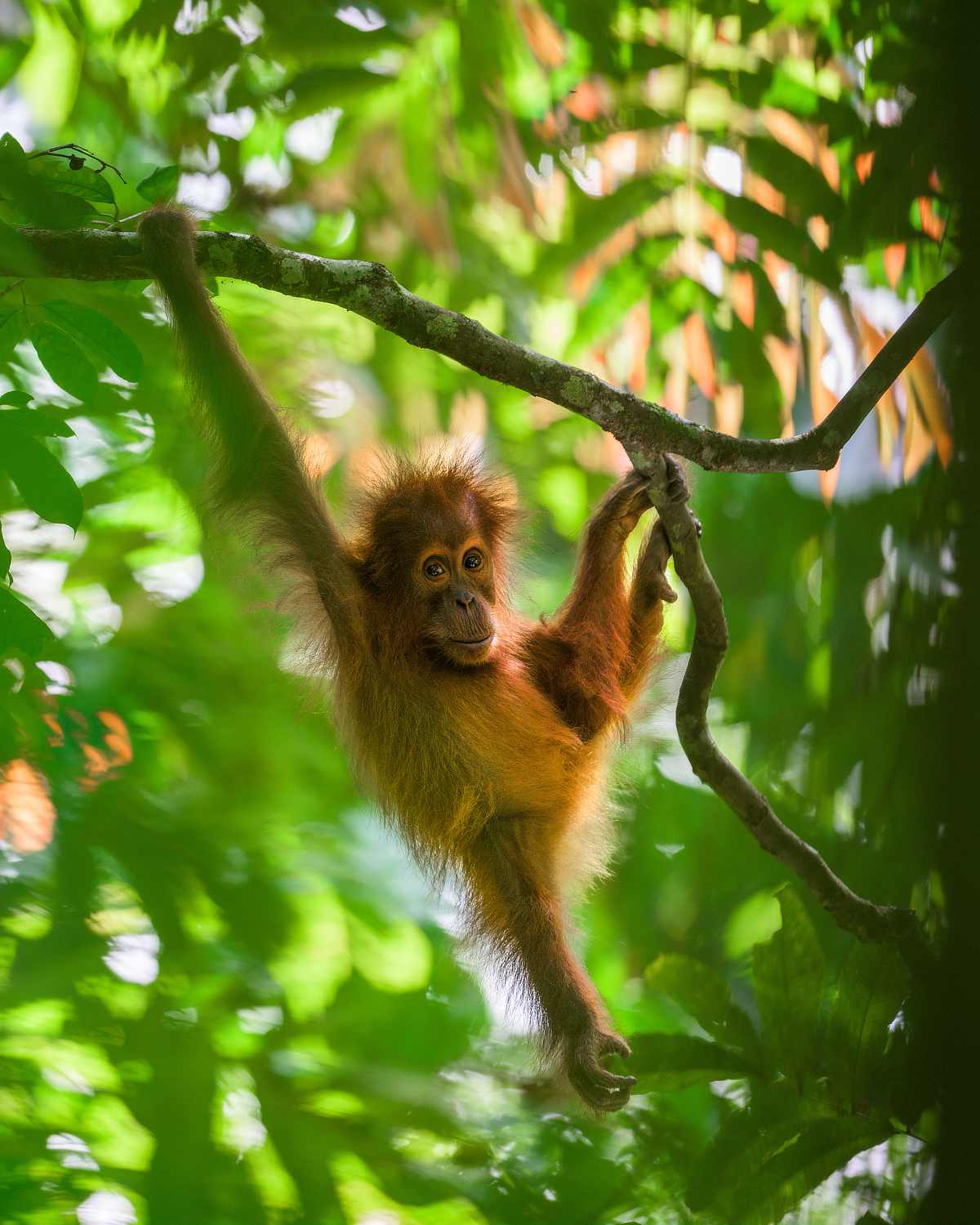 Indah is an inquisitive adolescent orangutan