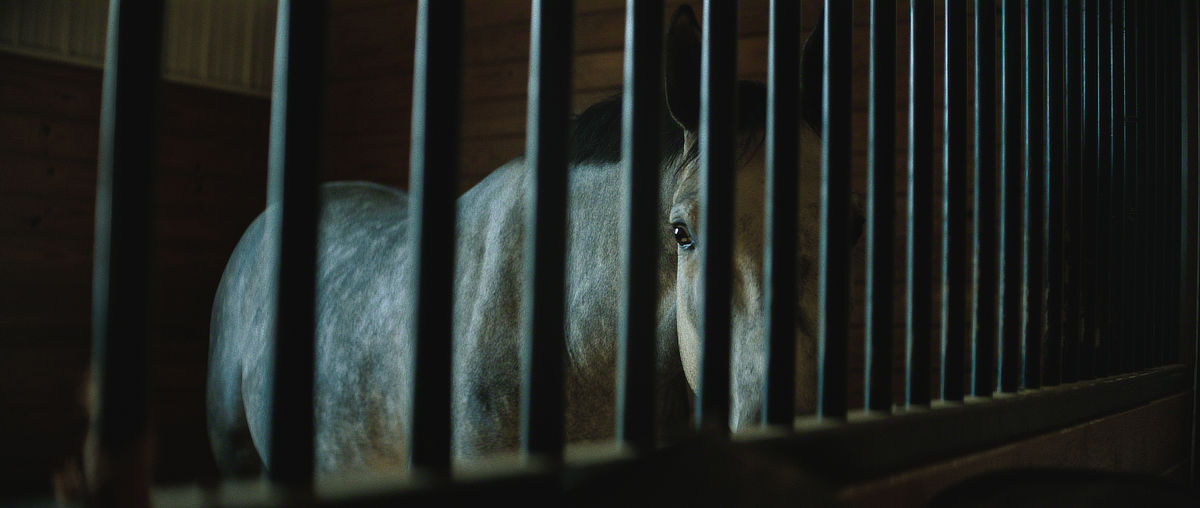 Un caballo en El tiroteo en Hawthorne Hill