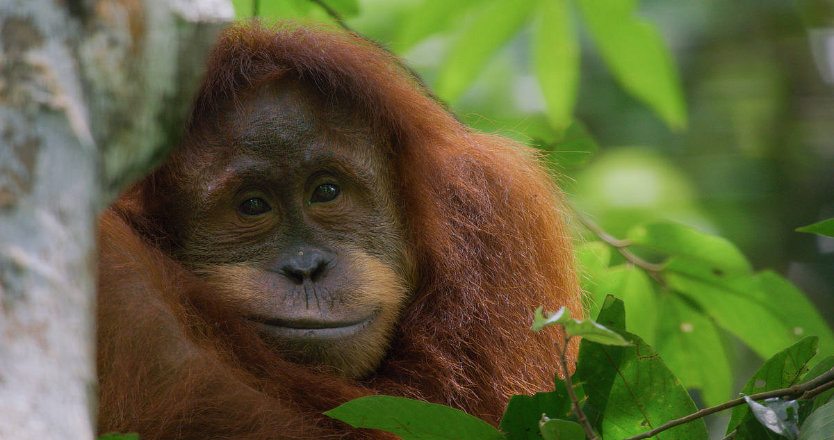 Orangutan