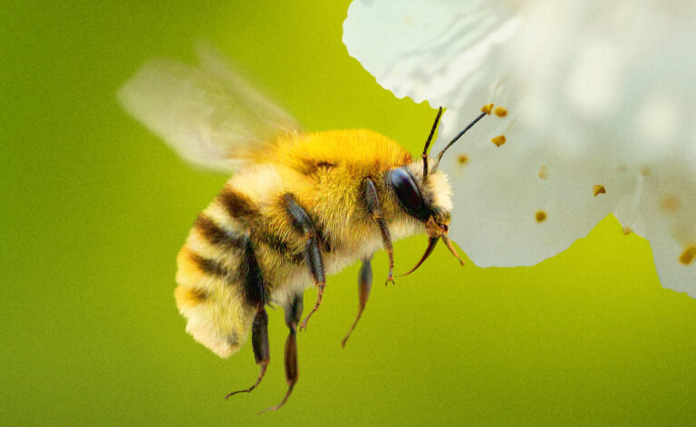 Secrets of the Bees Premiere Set for Disney+, Hulu, and National Geographic