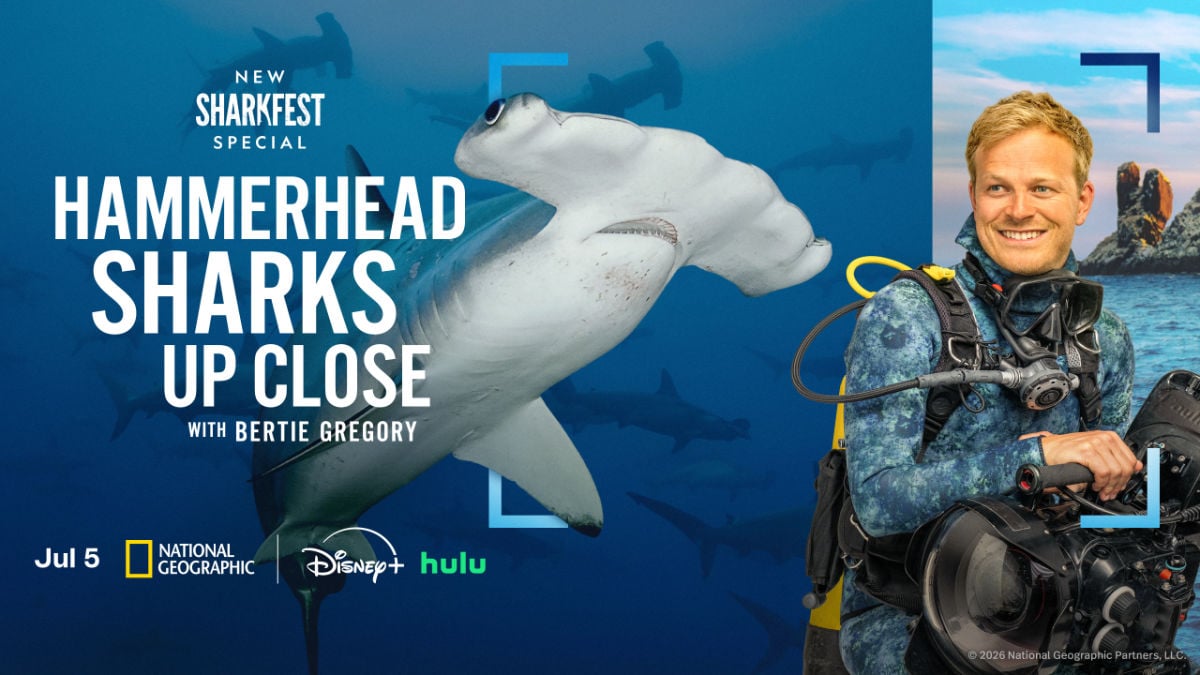 Disney+ and Hulu July 2026 - Hammerhead Sharks Up Close with Bertie Gregory