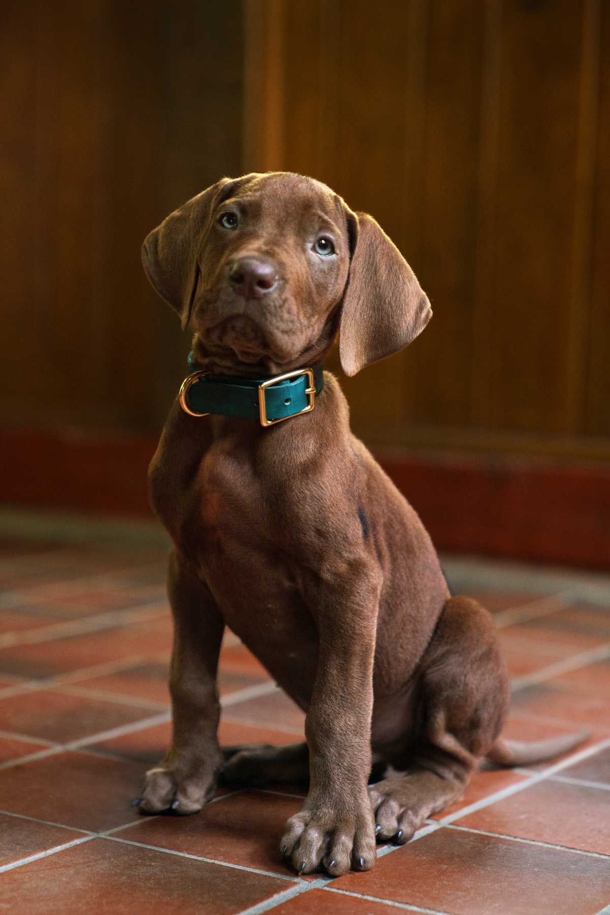 The Scooby-Doo: Origins series on Netflix uses a real dog for the character.