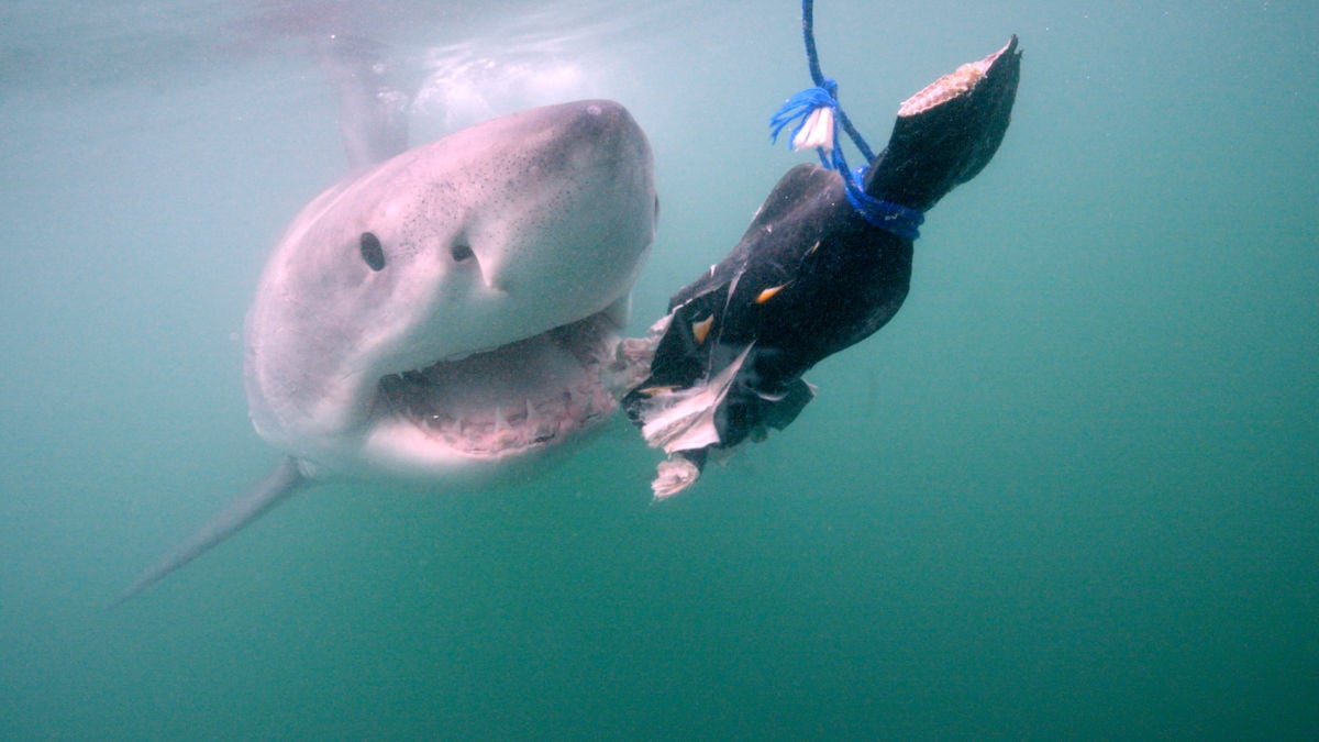 Invasion of the Mega Sharks