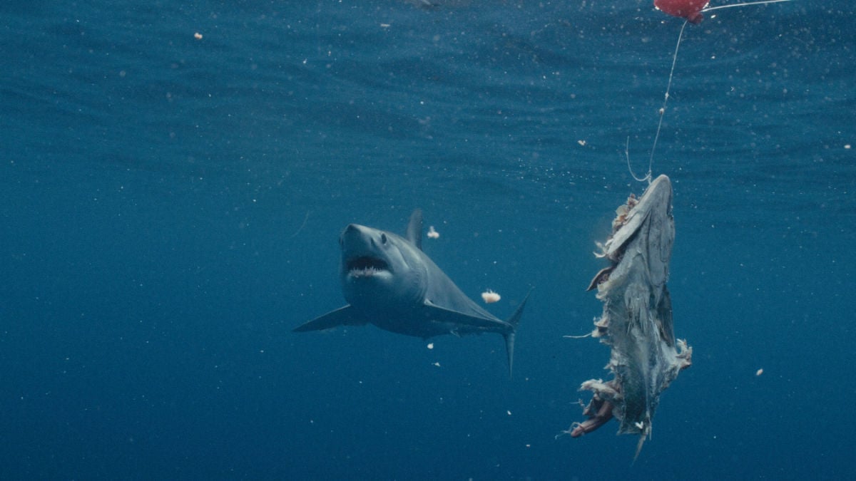 Biggest Mako on Earth