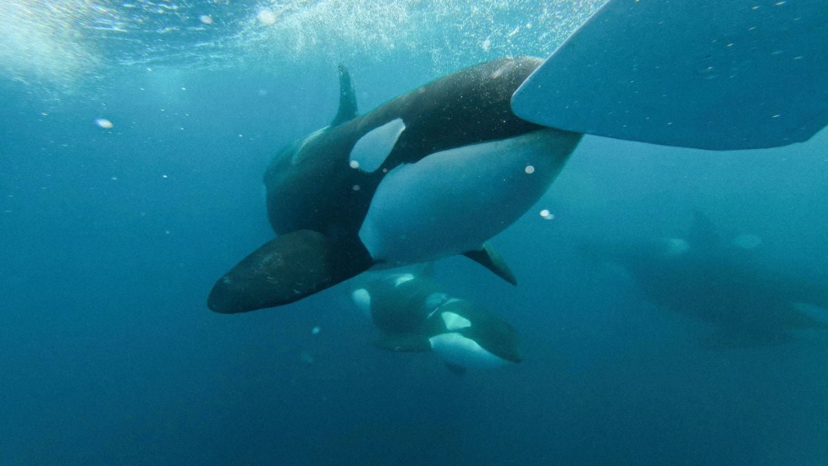 Jaws vs Orca