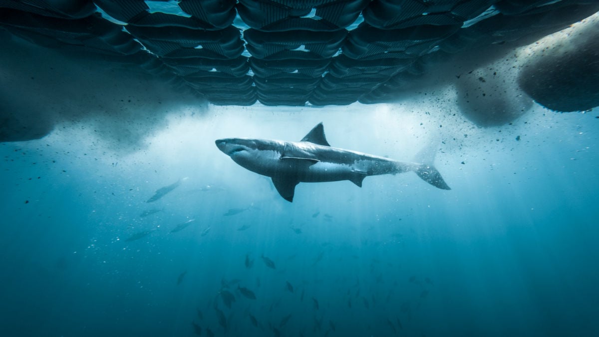 Chum Island: Catching a Killer