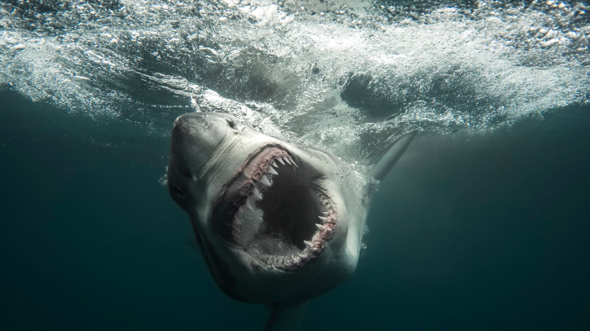 Secrets of the Great White Kill