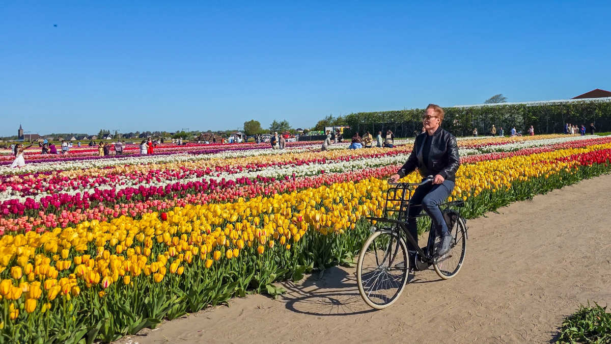 Tulips in The Netherlands