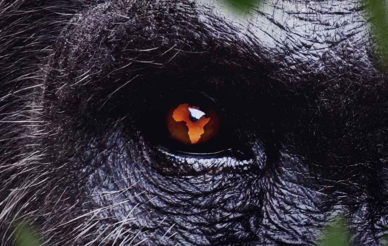Africa Earth's Wild Home Premiere Date and First Look