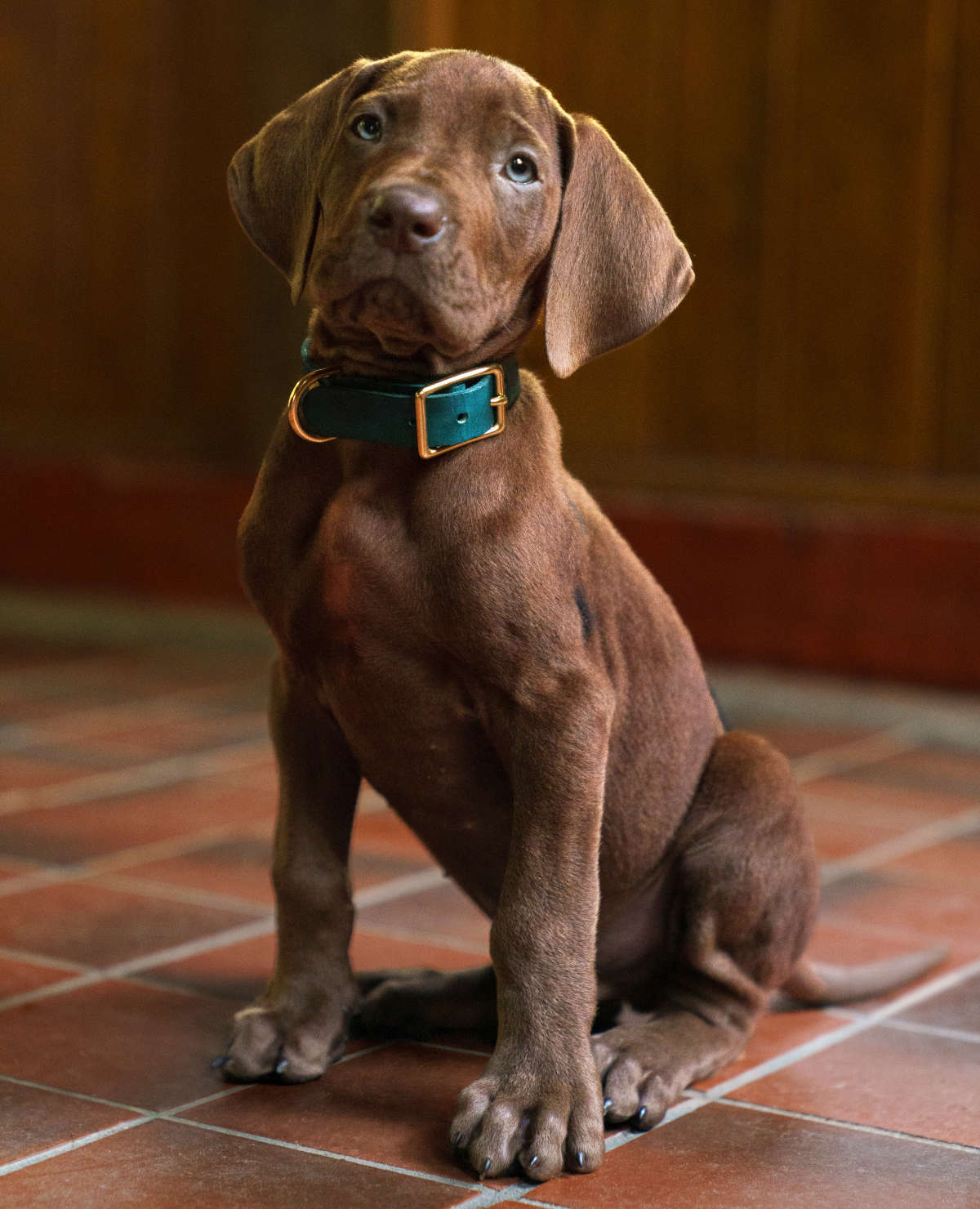 Great Dane puppy