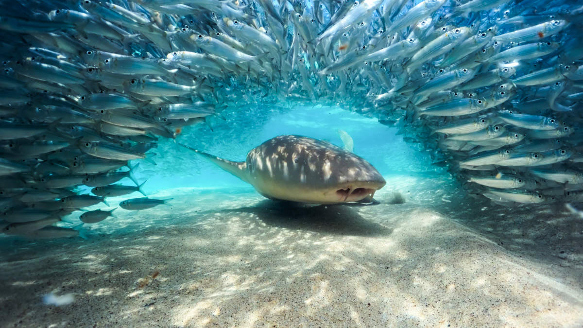 Shark surrounded by fish