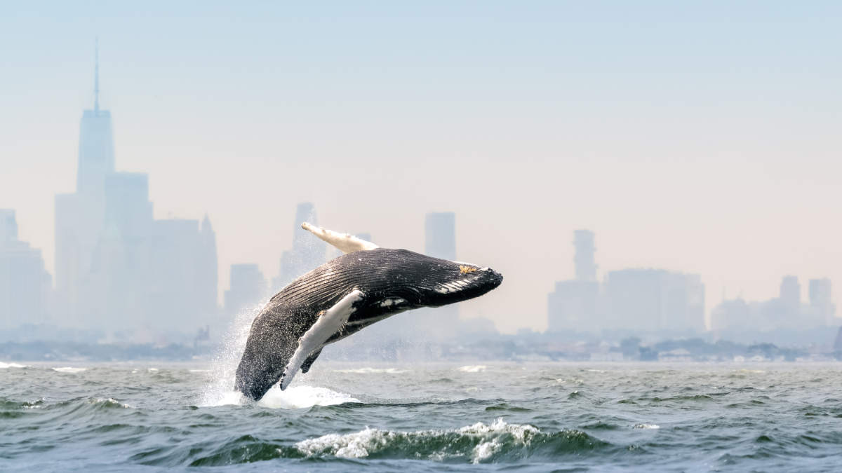 Whale jumping out of the water