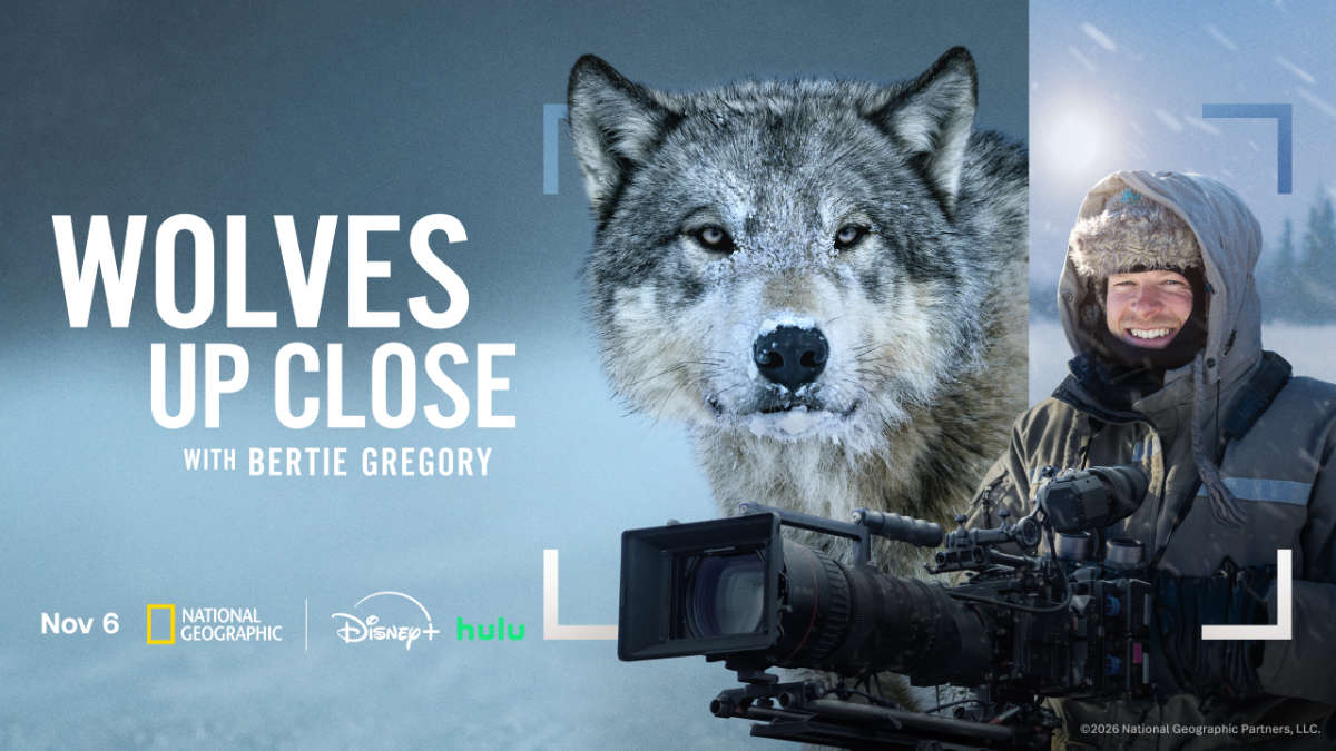 Wolves Up Close with Bertie Gregory